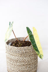 Philodendron billiteae variegata